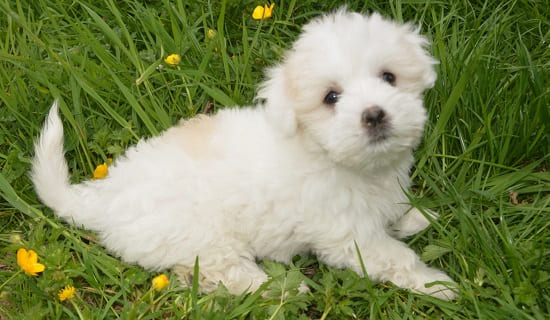 Щенок котон де тулеар Щенок котон де тулеар