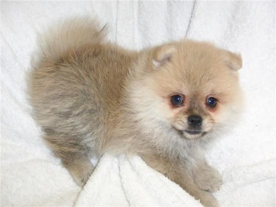 маленький щенок немецкого шпица, 2 месяца Двухмесячный щенок немецкого шпица.