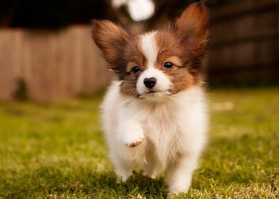 Щенок той-спаниеля Щенок той-спаниеля