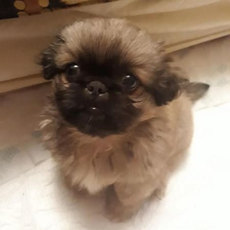 Двухмесячный щенок пекинеса Двухмесячный щенок пекинеса