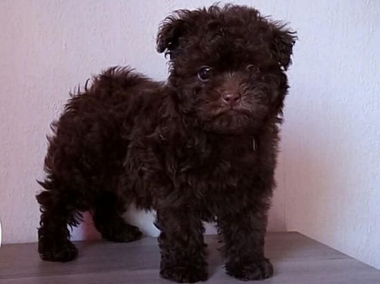 Щенок русской болонки Щенок русской болонки