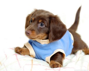 щенок мини-таксы