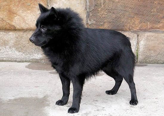 Шипперке Шипперке