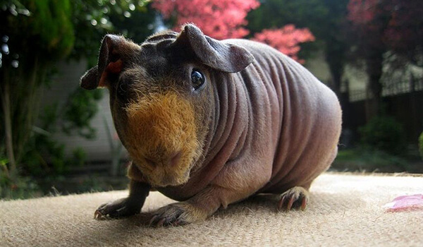 Фото: Как выглядит скинни