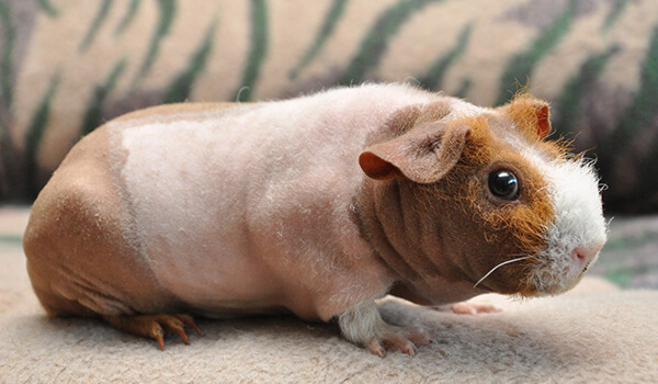 Фото: Тощая свинья