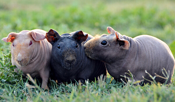 Фото: Тощие свиньи