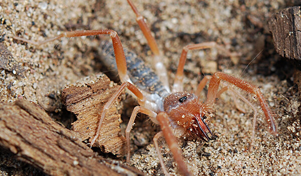 Фото: Паук фаланга в Казахстане
