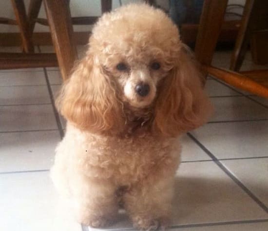 Игрушечный пудель Игрушечный пудель