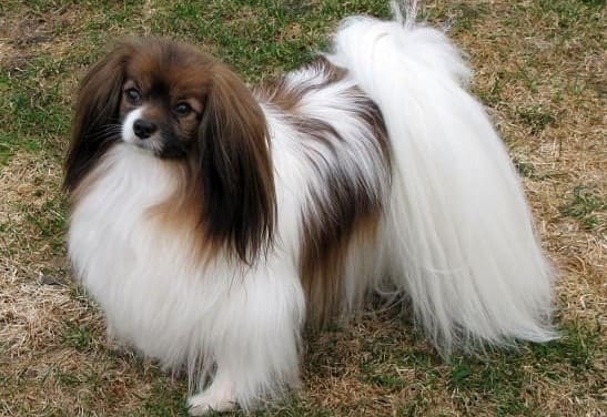 Той-спаниель Фален Той-спаниель Фален