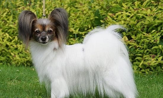 Той папийон-спаниель Той папийон-спаниель