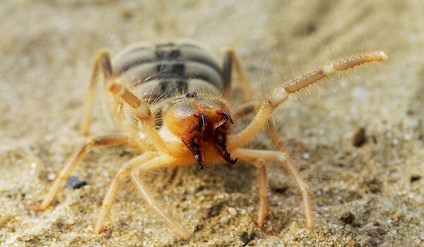 Фото: Как выглядит верблюжий паук