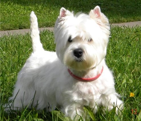Вест-хайленд-уайт-терьер Вест-хайленд-уайт-терьер