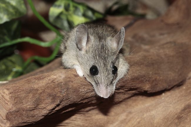 Грызуны: список видов с названиями