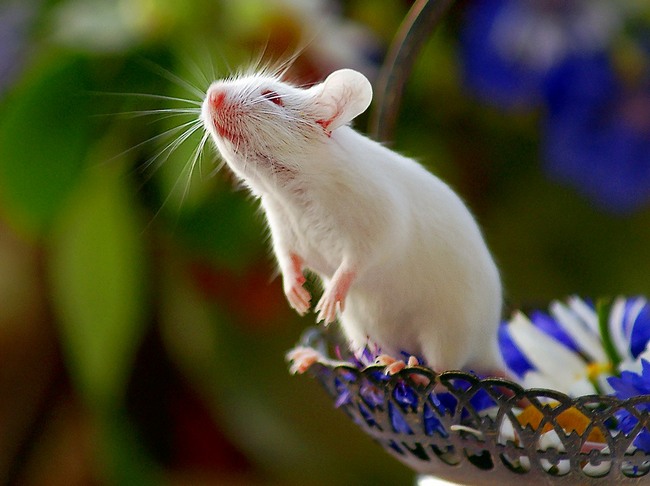 Грызуны: список видов с названиями