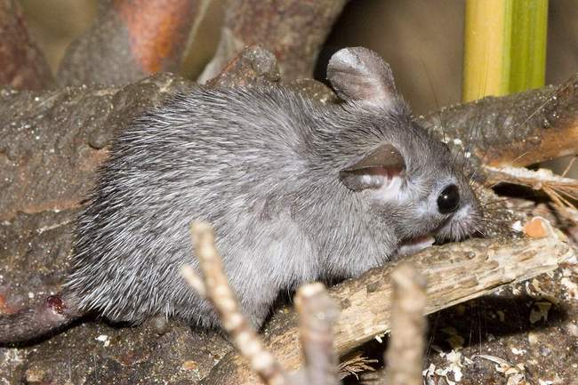 Грызуны: список видов с названиями