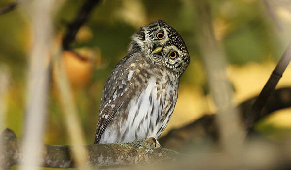 Фото: Воробьиный сыч в России