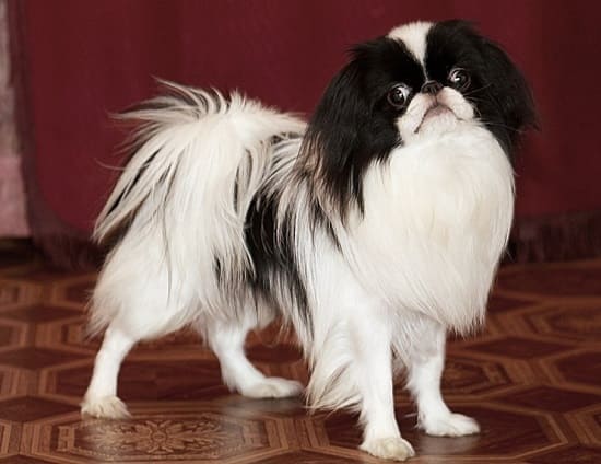 Японский подбородок Японский подбородок