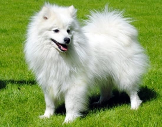 Японский наконечник Японский наконечник