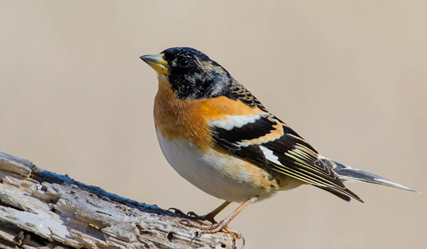 Фото: Поющий Финч