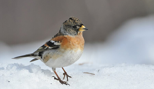 Фото: Вьюрок в России