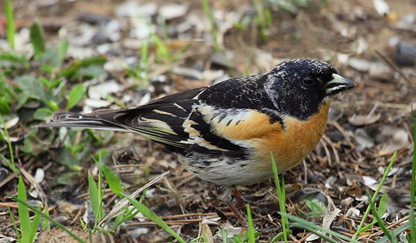 Фото: Как выглядит катушка