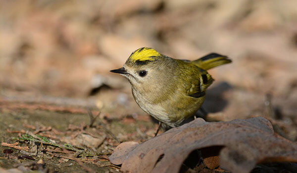 Фото: Как выглядит желтоголовый королек
