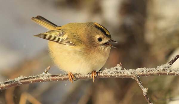 Фото: Желтоголовый королек в природе