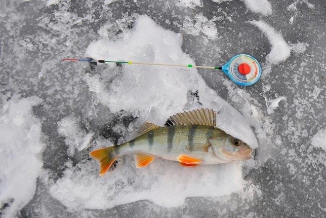 Удочка для мормышки на окуня