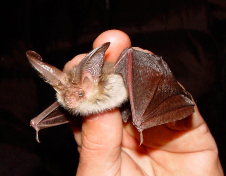 Гладоносая летучая мышь