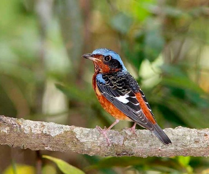 Тростский лес