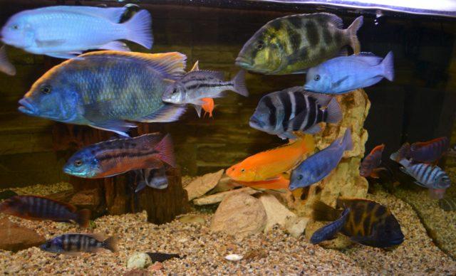 Африканские цихлиды Африканские цихлиды