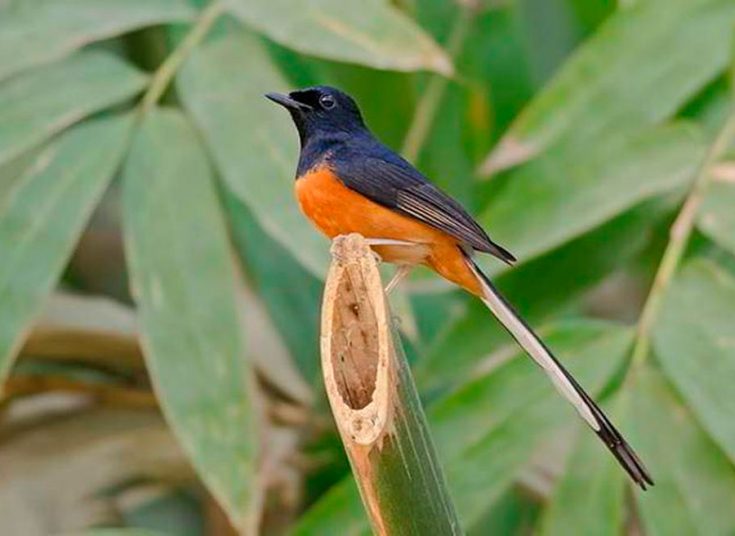 Шаманский дрозд