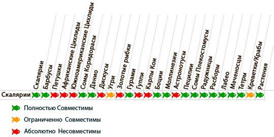 Африканские цихлиды Таблица совместимости скалярий