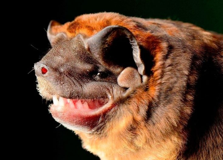 Бульдог летучая мышь