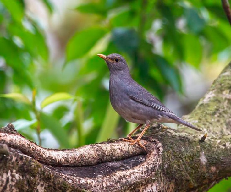 Дрозд обыкновенный