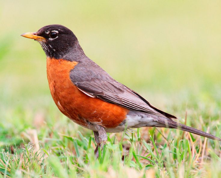 Блуждающий дрозд