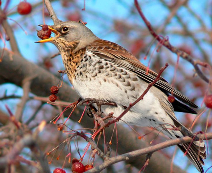 Что едят черные дрозды в дикой природе