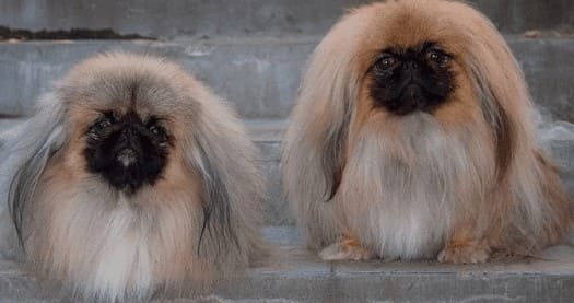 2 пекинеса 2 пекинеса