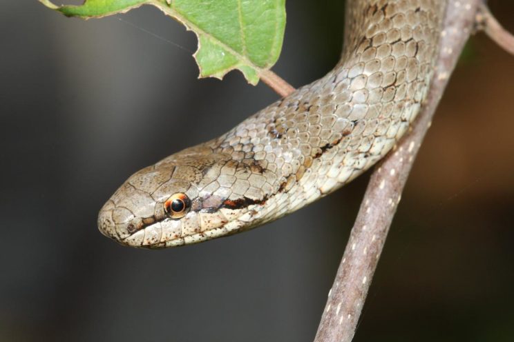 Ядовитая ли змея медянка или нет, опасен ли укус для человека