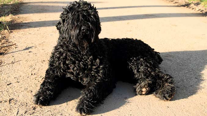 Русский черный терьер дрессировка фото