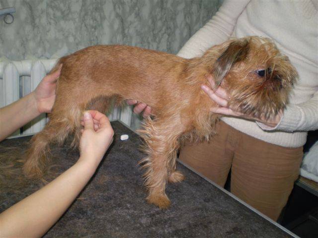 Брюссельский гриффон и бельгийский: происхождение и другие виды, описание породы собак