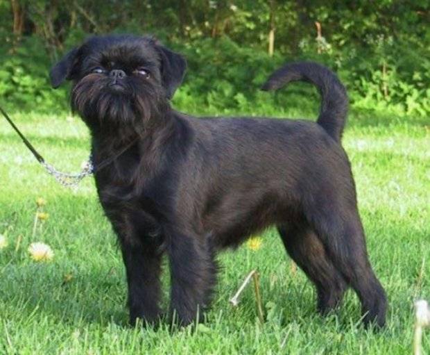 Брюссельский гриффон и бельгийский: происхождение и другие виды, описание породы собак