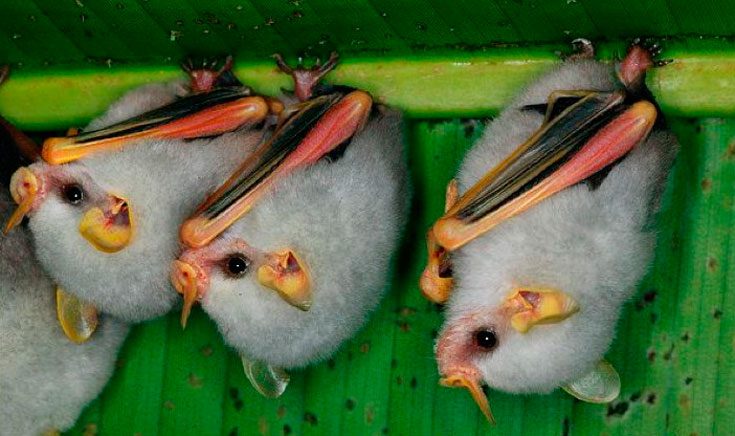 гондурасские белые летучие мыши