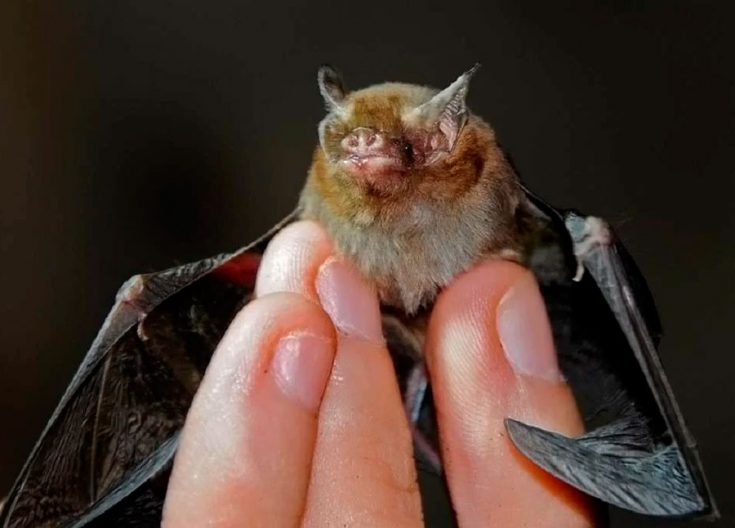 Свиноносая летучая мышь