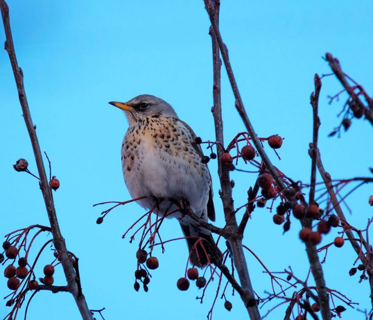 Белобровый дрозд