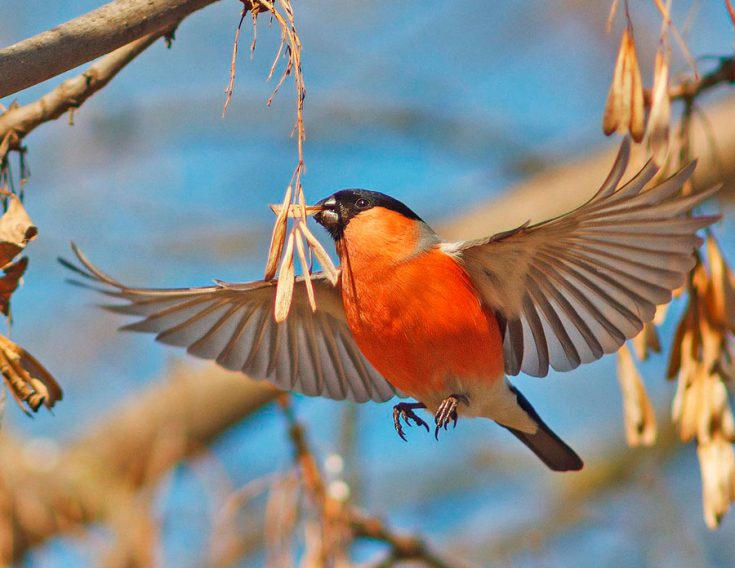 Куда улетает летом жить снегирь, где можно встретить зимой перелетных птиц