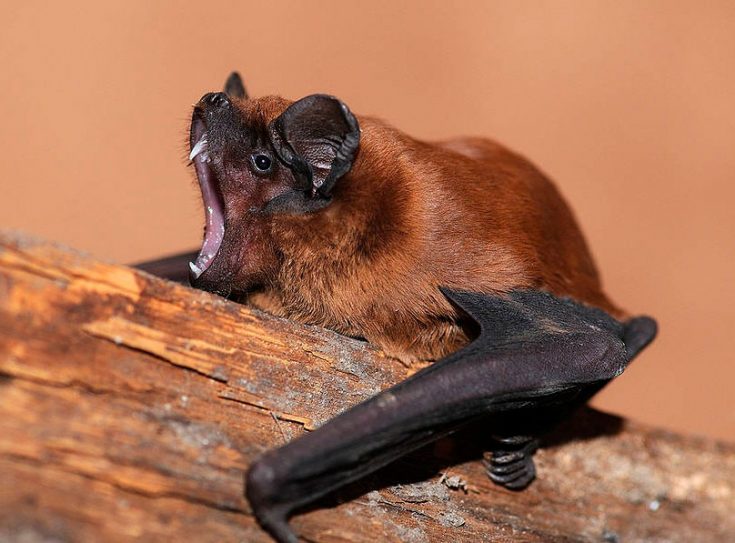 Вечеринка летучая мышь