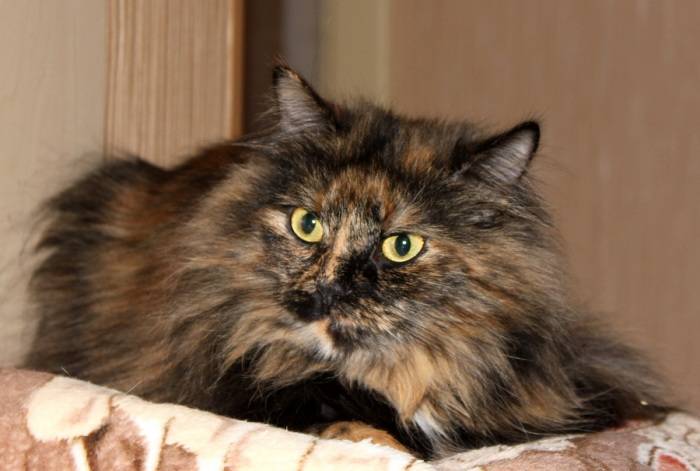 Черепаховая окраска кошек: особенности и характеристики, генетика, интересные факты
