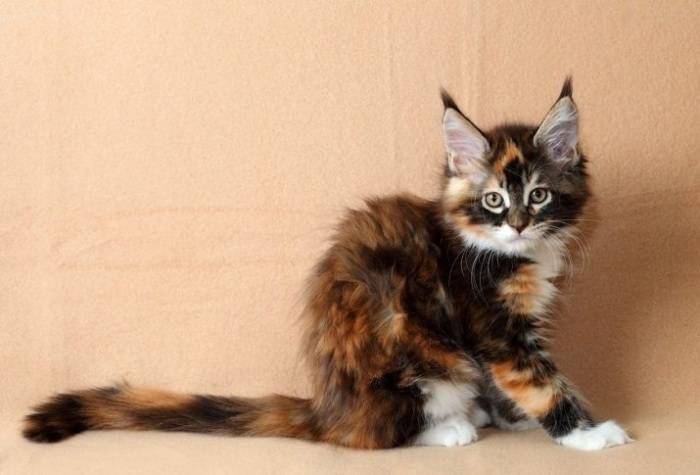 Черепаховая окраска кошек: особенности и характеристики, генетика, интересные факты
