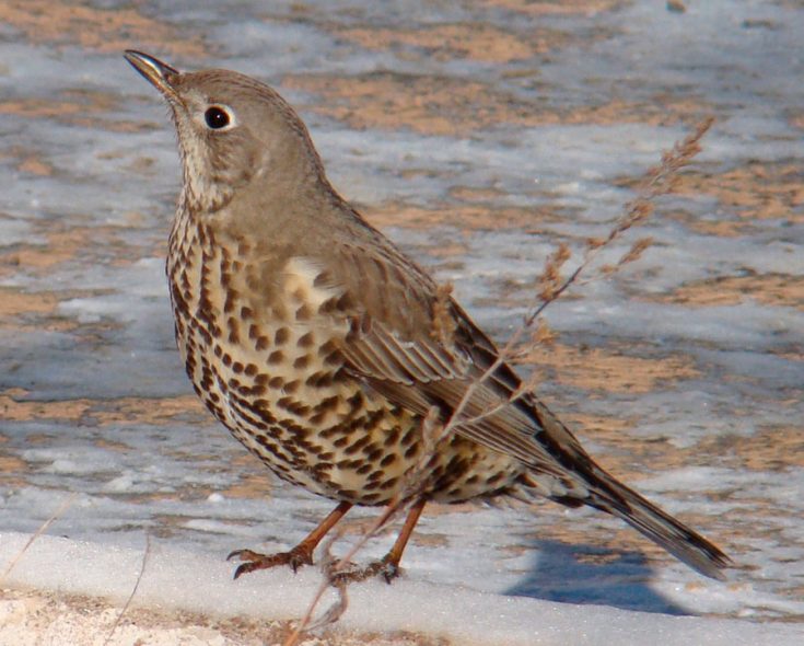 Ракетная уверенность